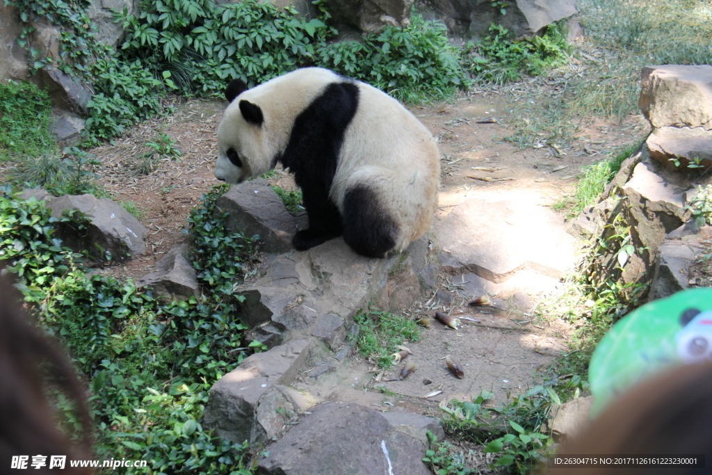 杭州动物园熊猫