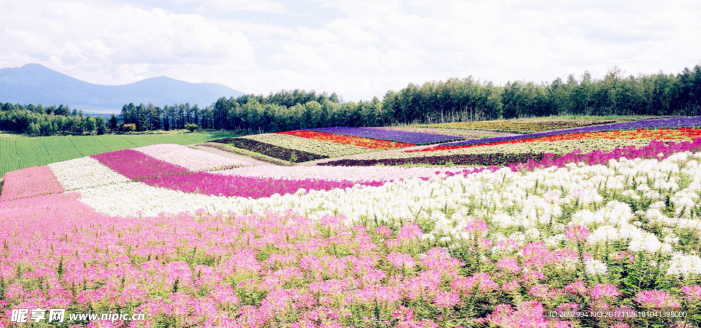 鲜花花海背景