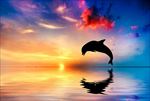 海豚跳出水面海洋日落
