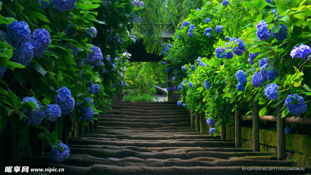 花花世界