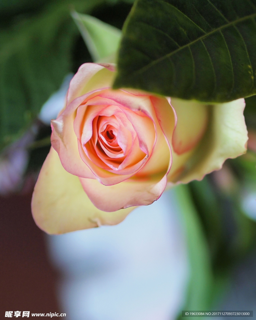 玫瑰花 花素材