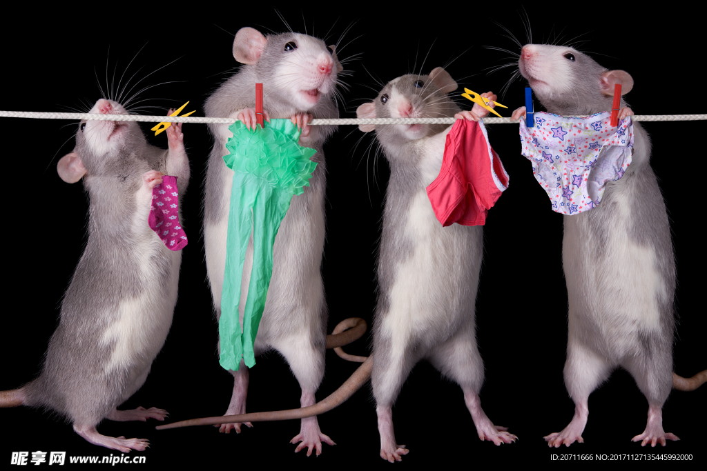 四只小老鼠