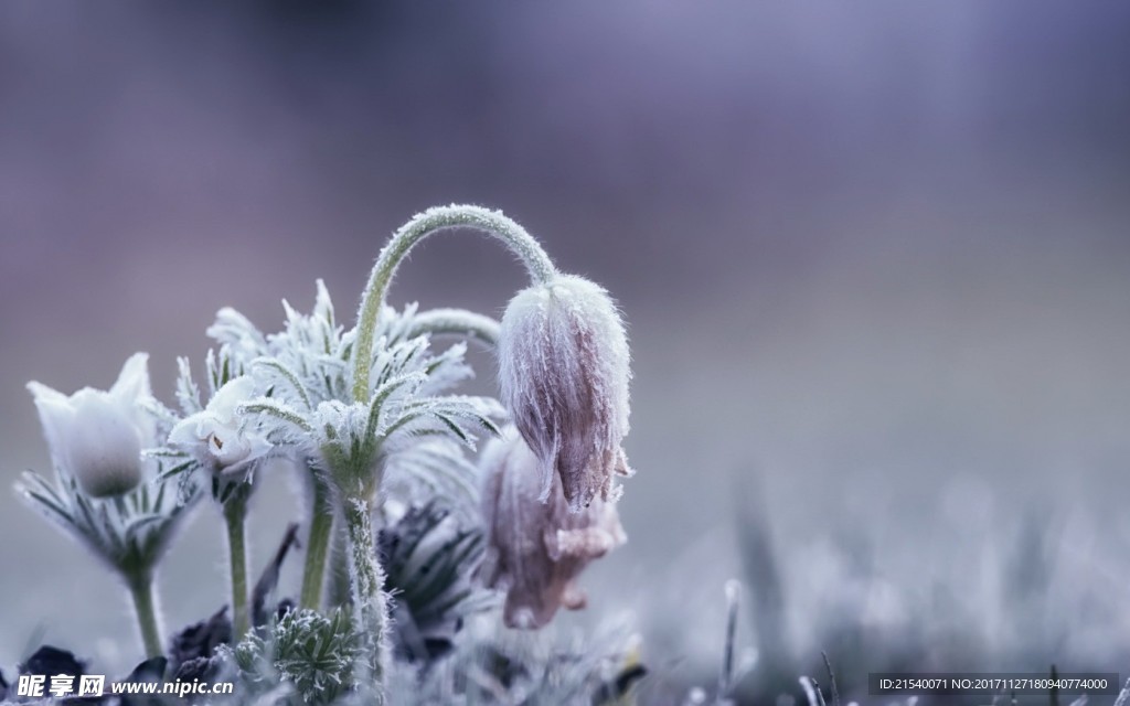 冰天雪地  冬天  雪景