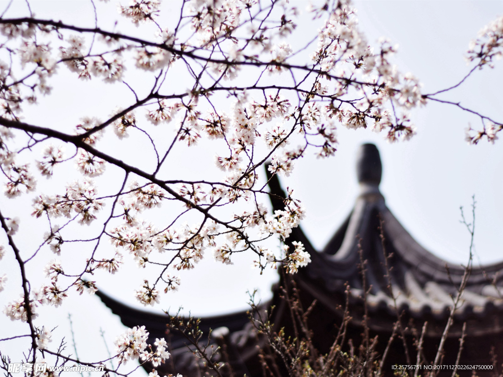 樱花图片