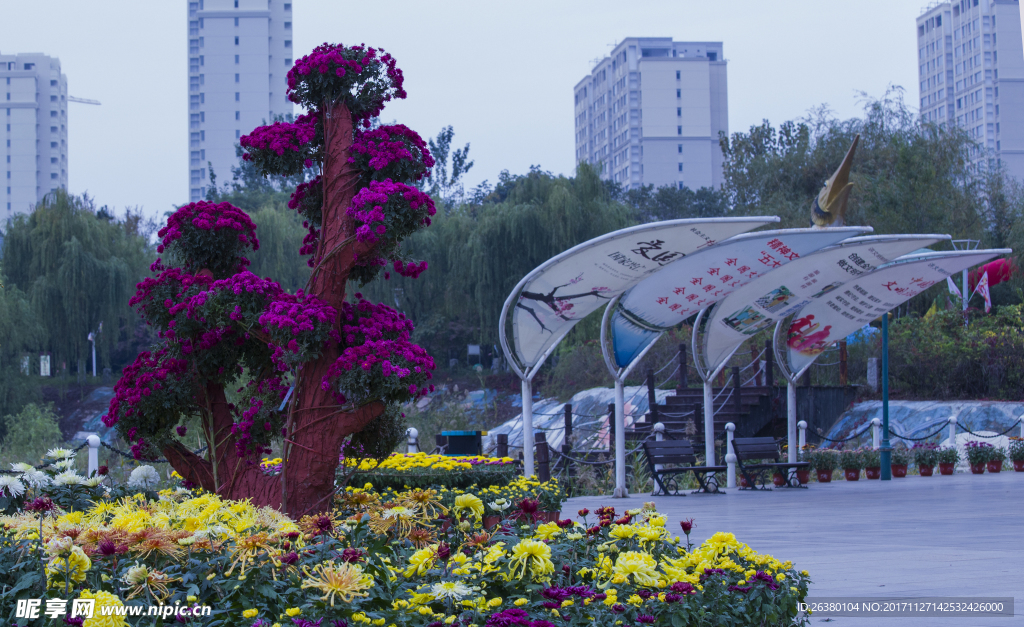 菊花