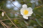 越南油茶