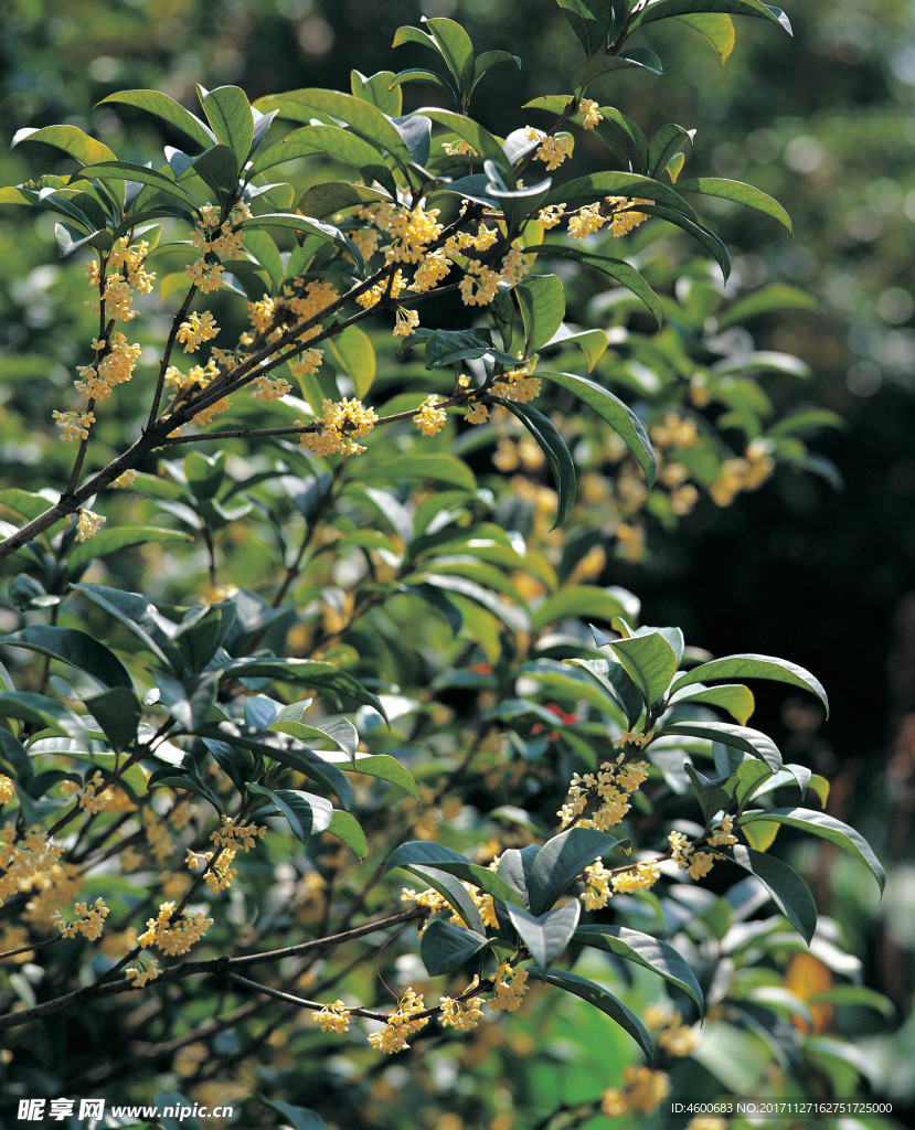 桂花树  园林城市图片