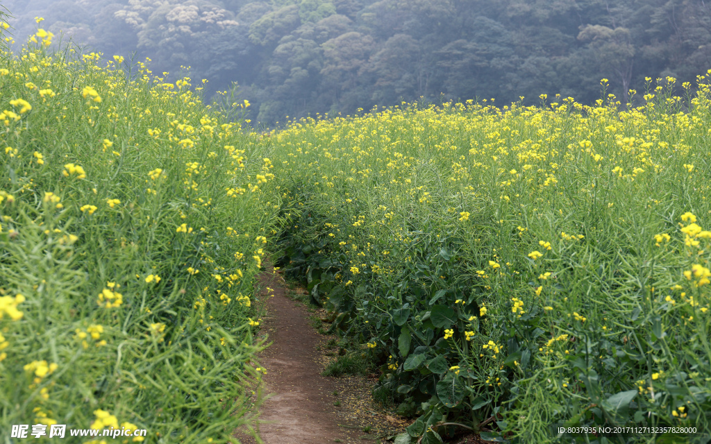 油菜花田