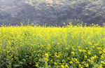 油菜花田