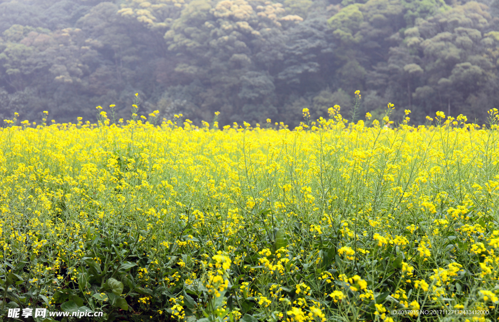 油菜花田