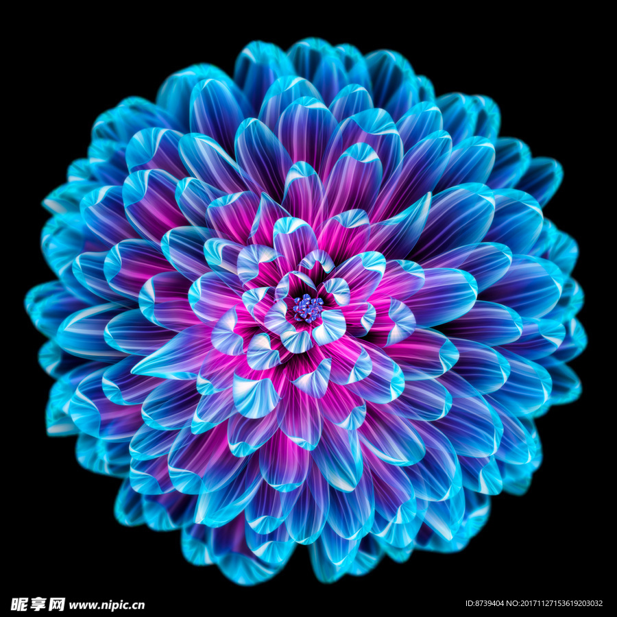 插画 花