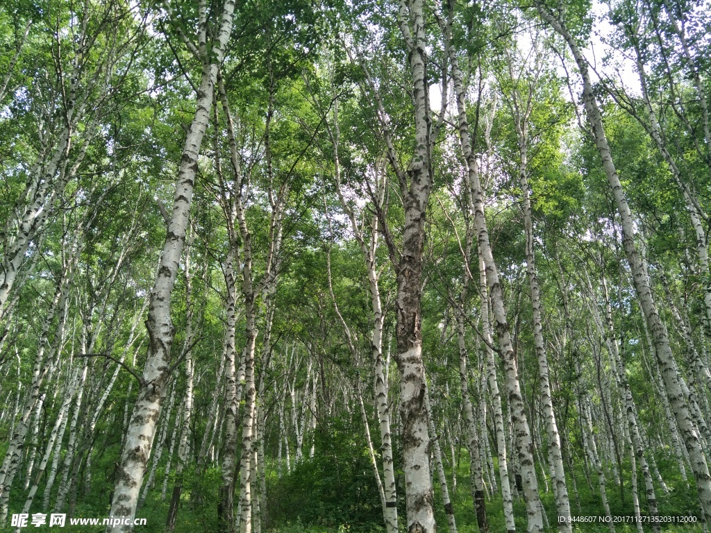 白桦林