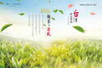 茶叶海报