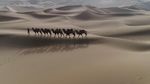沙漠骆驼航拍