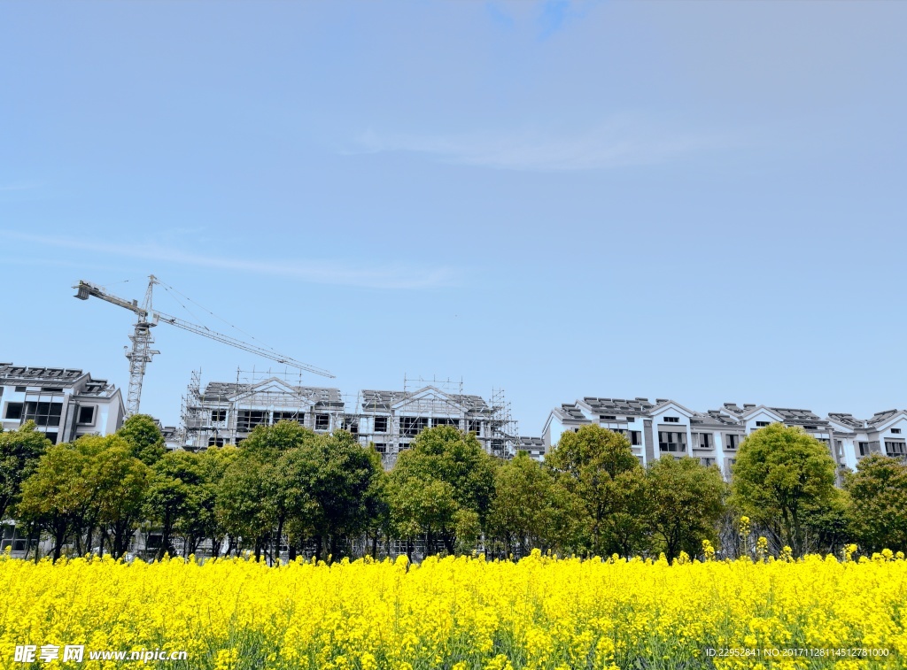 油菜花