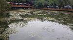 水塘