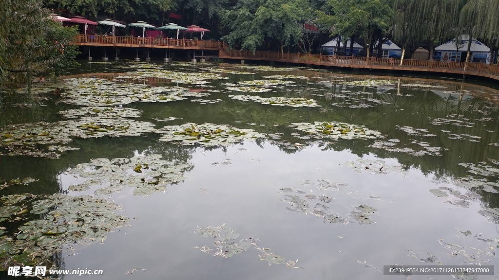 水塘