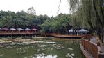 香睡莲