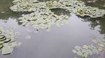 水生植物