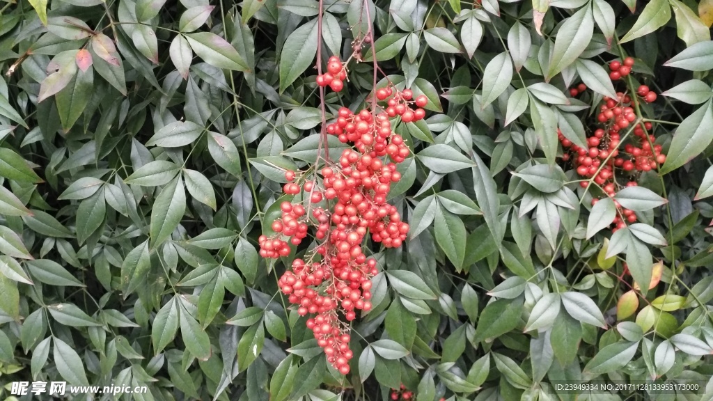 南天竹