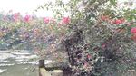 叶子花