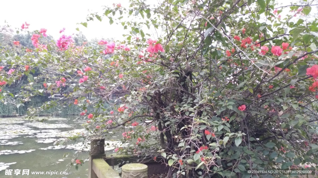叶子花