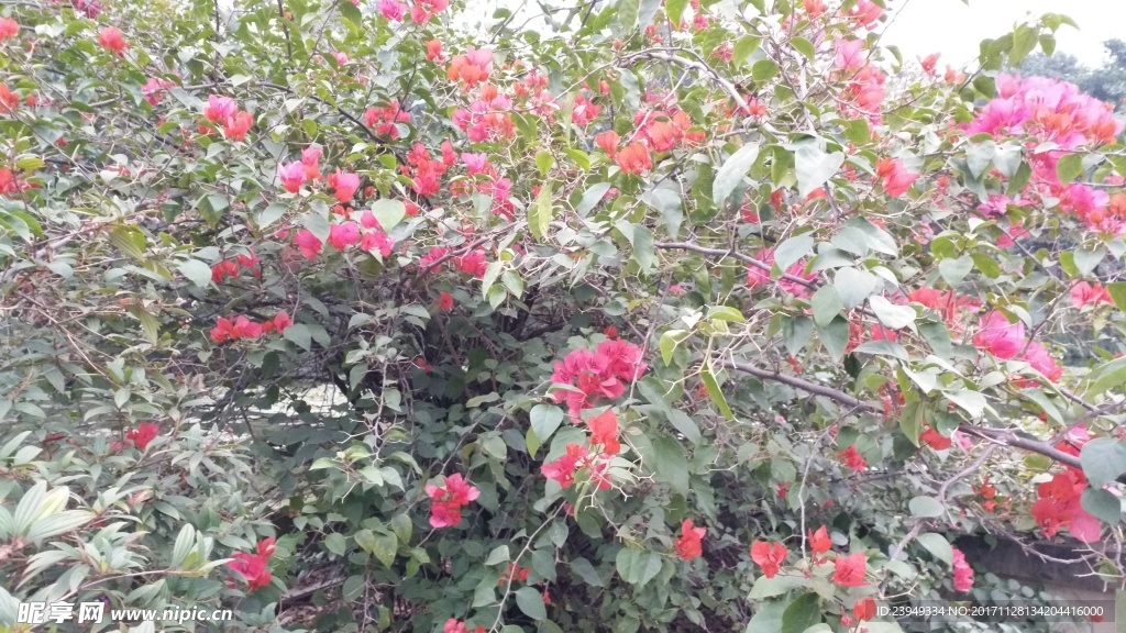 叶子花