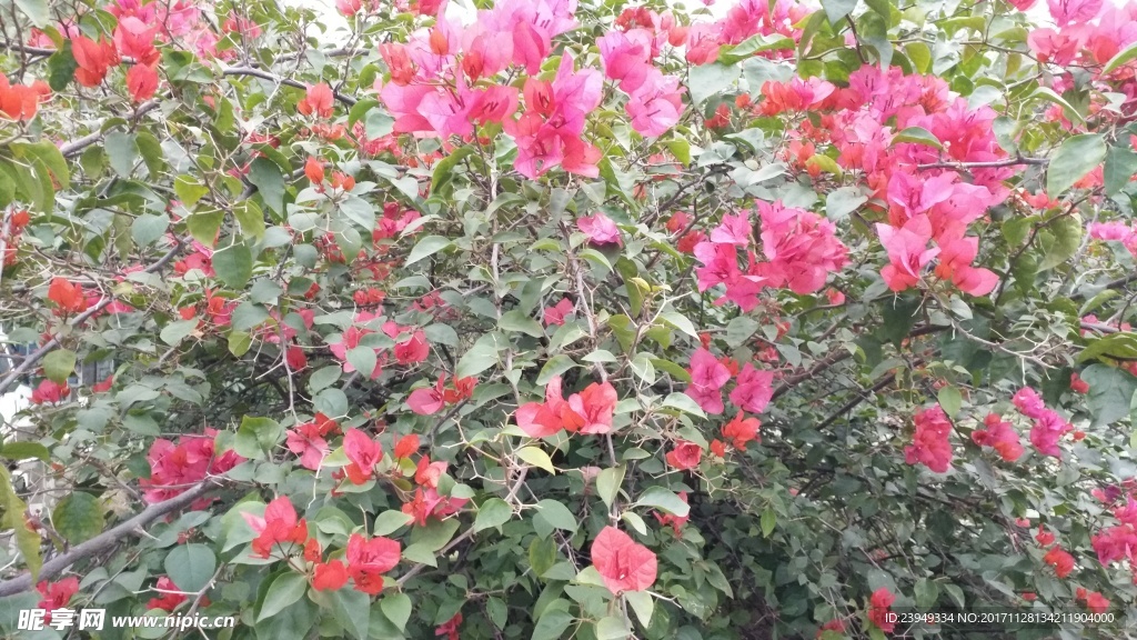 叶子花