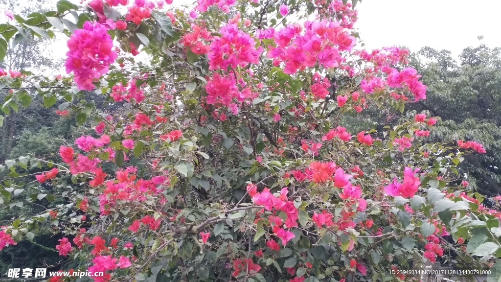 三角花