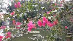 三角花