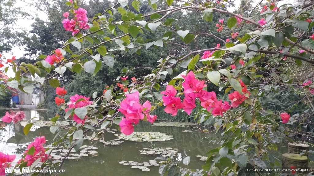 三角花