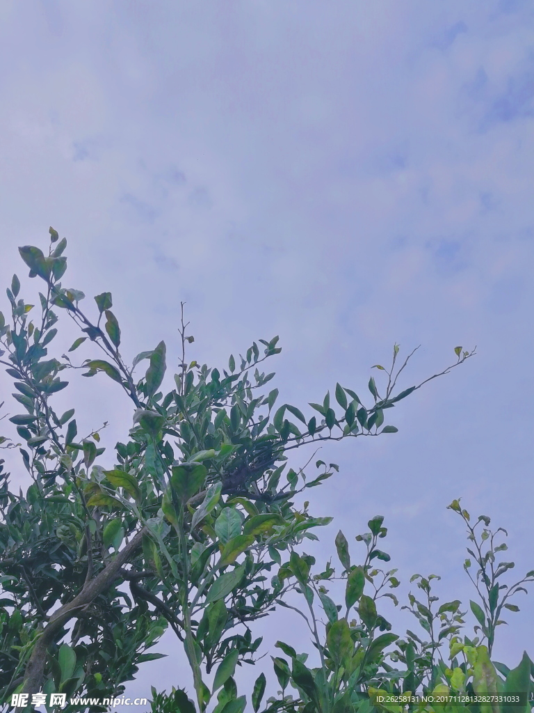 天空橘树