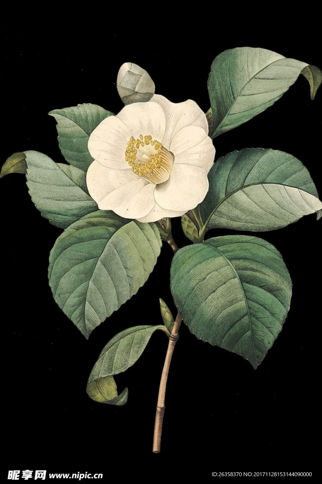 手绘花