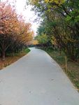 公园小路