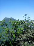 山
