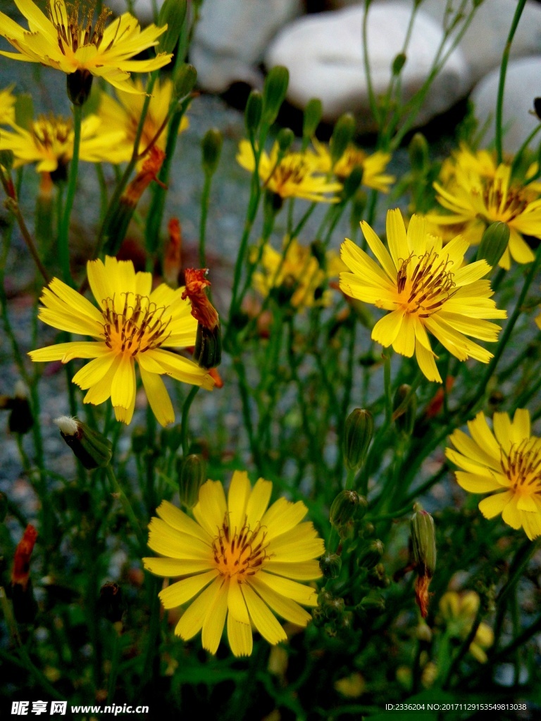 小菊花