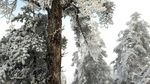西岭雪山