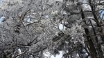 西岭雪山