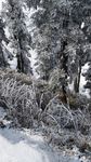 大雪