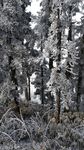 西岭雪山