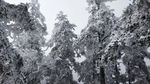 西岭雪山