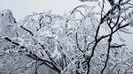 西岭雪山