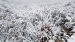 西岭雪山