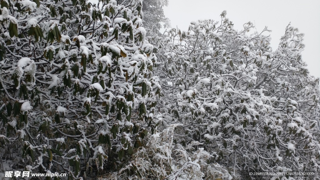 西岭雪山