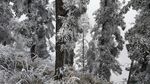 西岭雪山