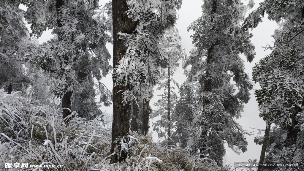 西岭雪山