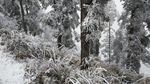 西岭雪山