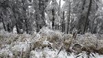 西岭雪山