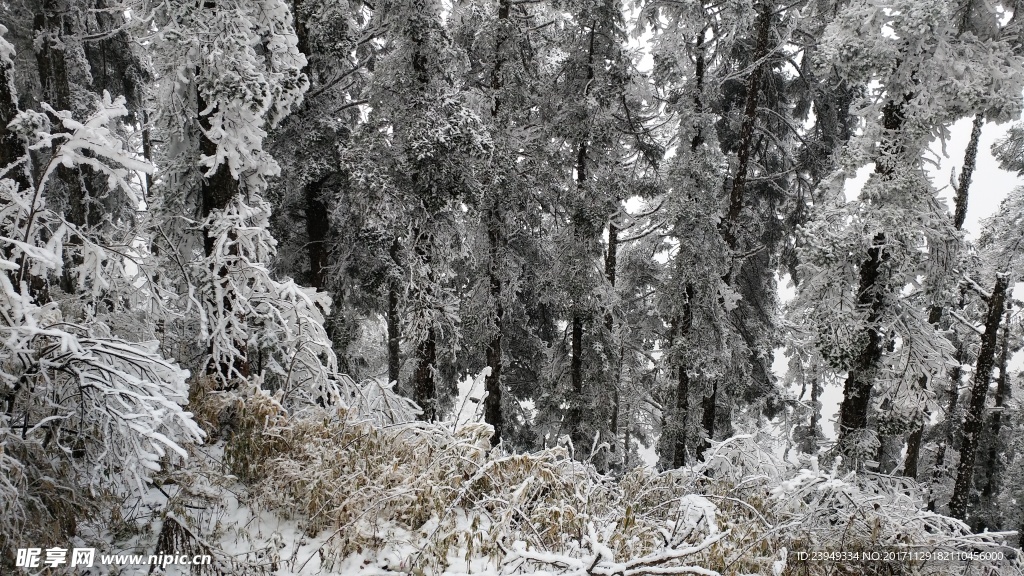 西岭雪山