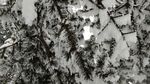 西岭雪山